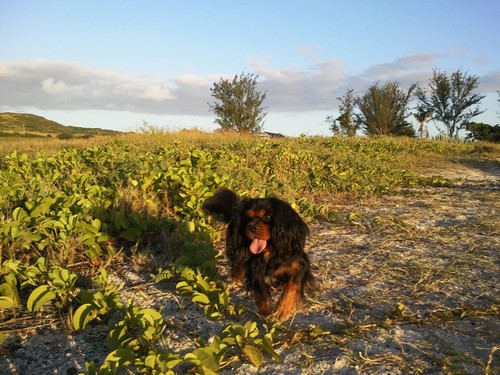 Cavalier king charles